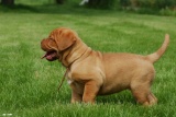 Pup in gras9